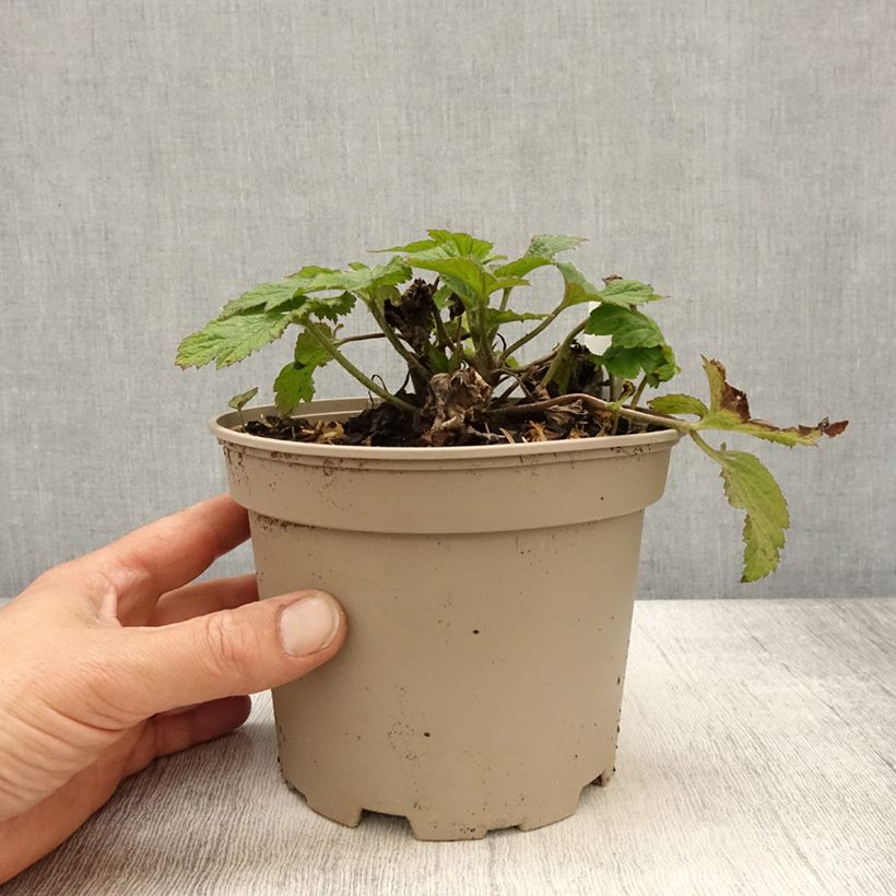 Amostra de Anémona-do-japão Whirlwind - Anemone × hybrida Vaso de 1,5 L/2 L tal como entregue na primavera