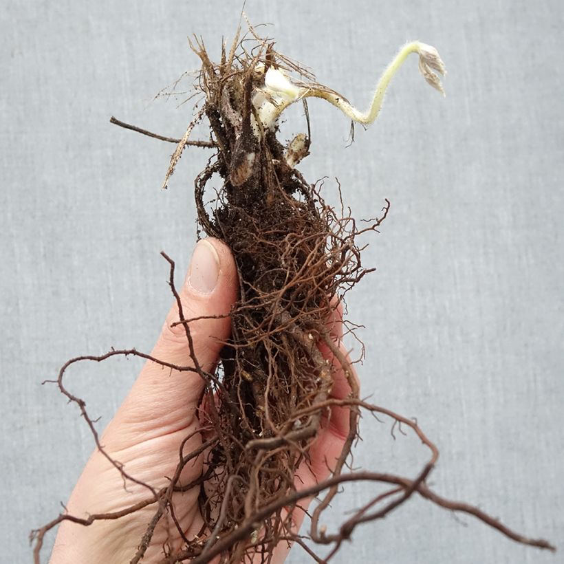 Amostra de Anémona-do-japão Whirlwind - Anemone × hybrida Raízes nuas tal como entregue no inverno