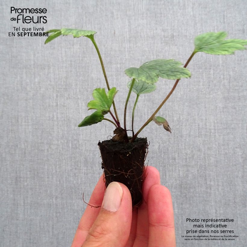 Amostra de Anémone japonaise Wild Swan Mini-torrão Ø 3/4 cm tal como entregue no outono