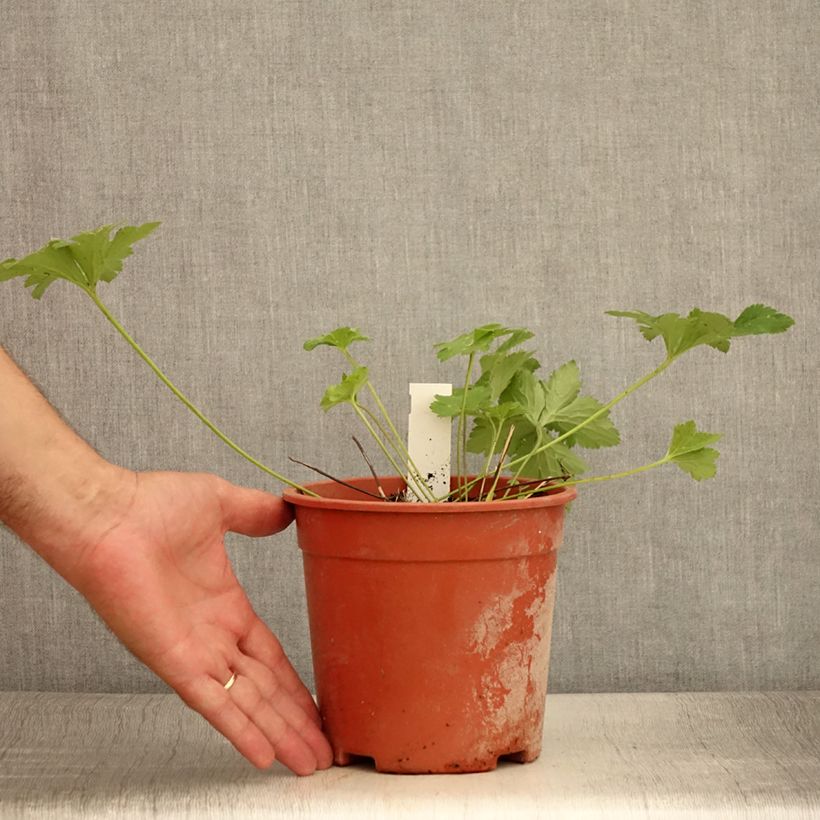 Amostra de Anemone leveillei Vaso de 2 L/3 L tal como entregue no verão