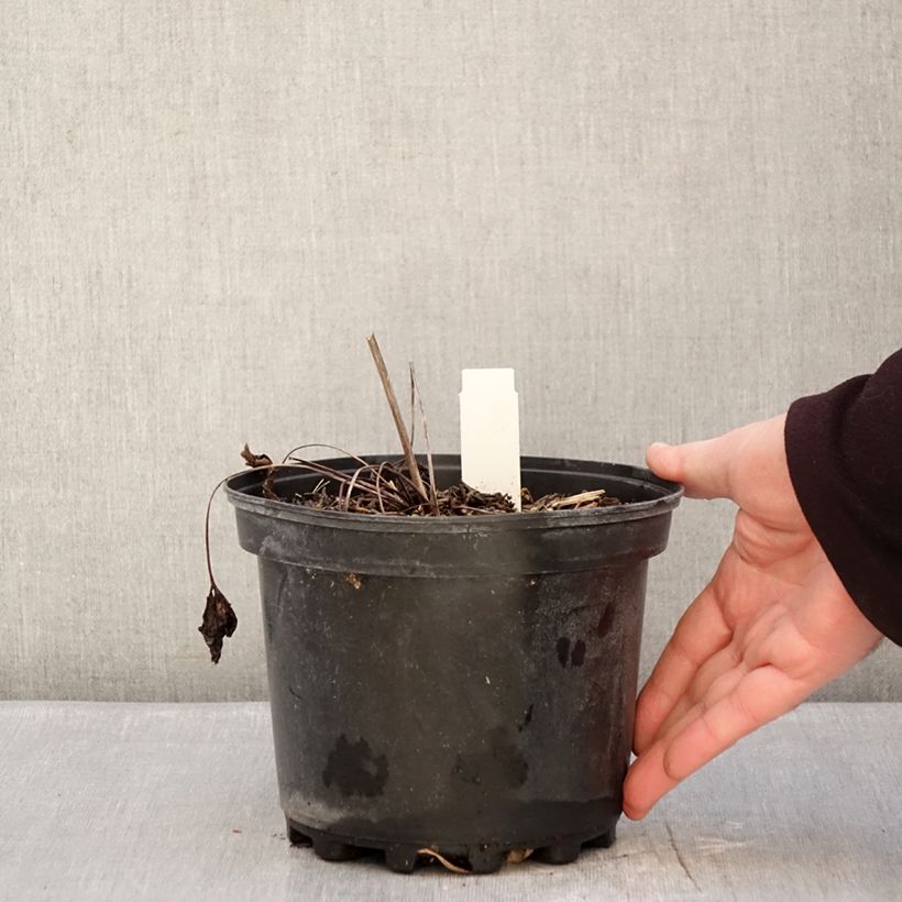 Amostra de Anemone leveillei Vaso de 2 L/3 L tal como entregue no inverno