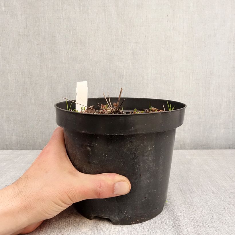 Amostra de Anemone leveillei Vaso de 2 L/3 L tal como entregue na primavera