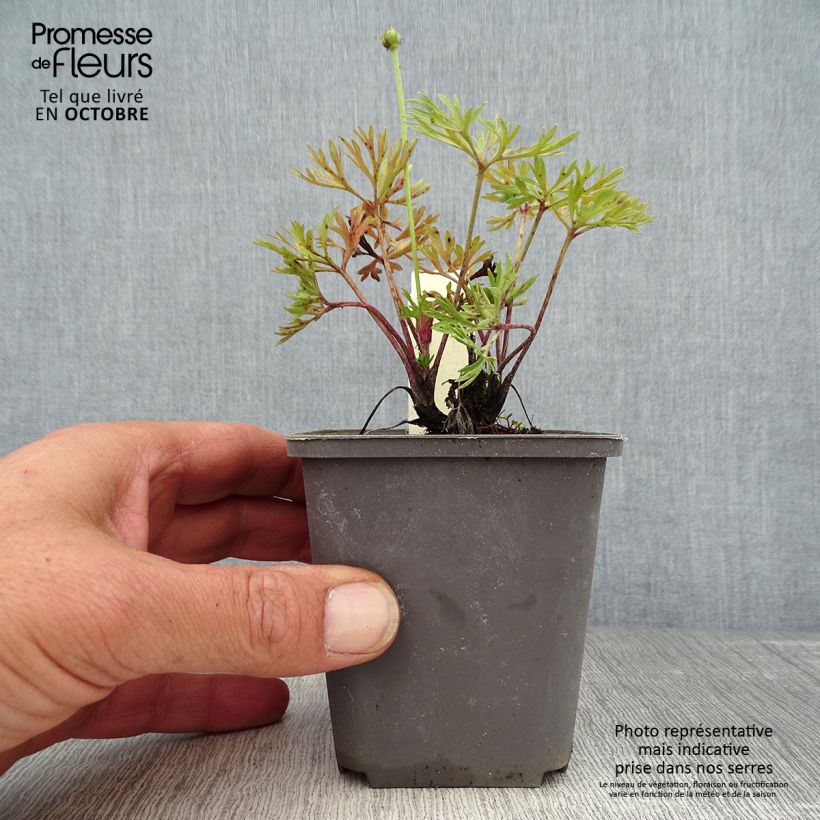 Amostra de Anemone multifida Major Vaso de 8/9 cm tal como entregue no outono
