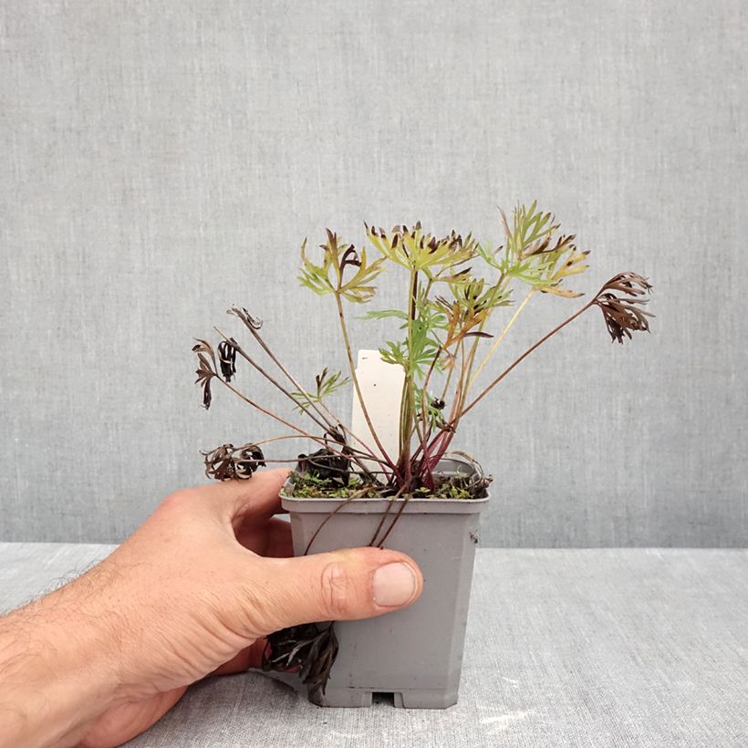 Amostra de Anemone multifida Rosea Vaso de 8/9 cm tal como entregue no outono