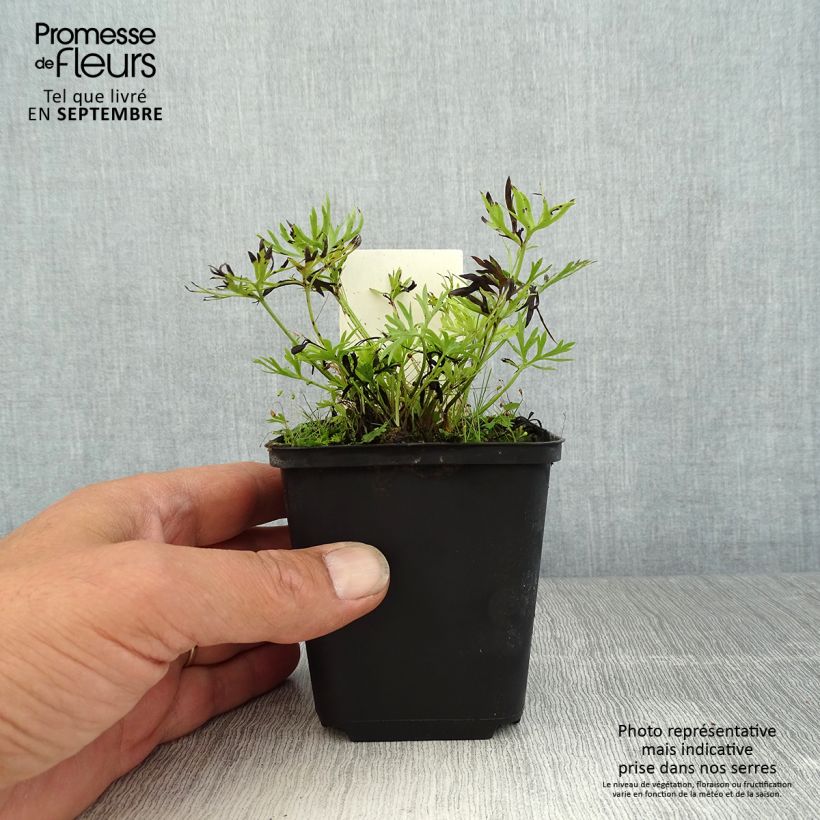 Amostra de Anemone multifida Rosea Vaso de 8/9 cm tal como entregue no verão