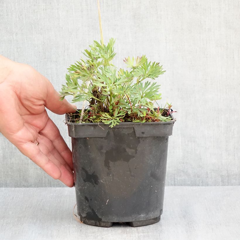 Amostra de Anemone multifida Rubra Vaso de 2 L/3 L tal como entregue no verão