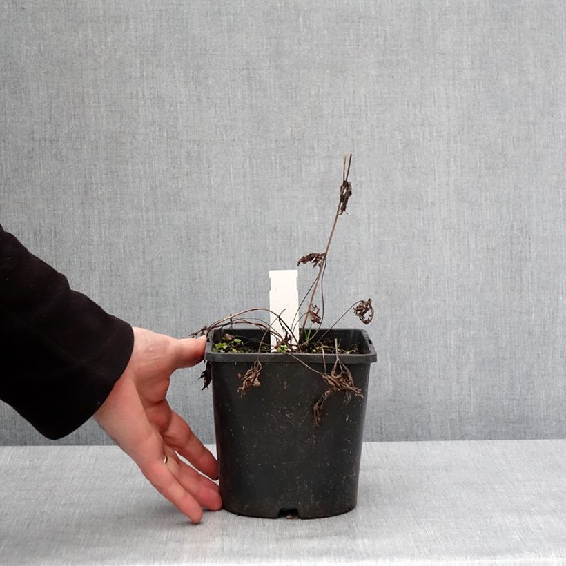 Amostra de Anemone multifida Rubra - Anémone multifide Vaso de 2 L/3 L tal como entregue no inverno