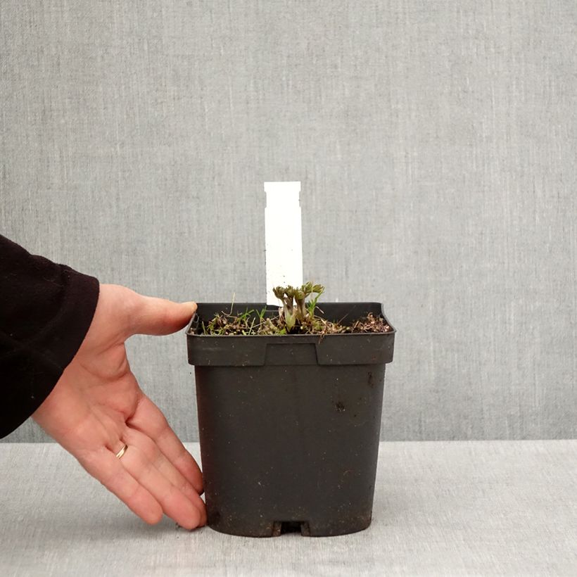 Amostra de Anemone multifida Rubra Vaso de 2 L/3 L tal como entregue na primavera