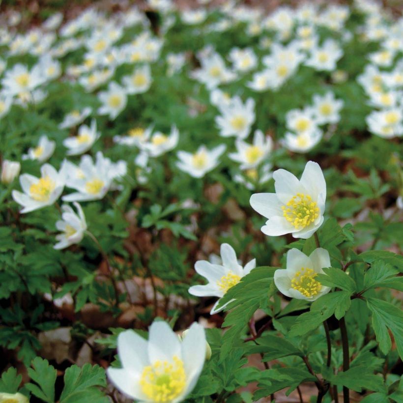 Anemone nemorosa (Floração)