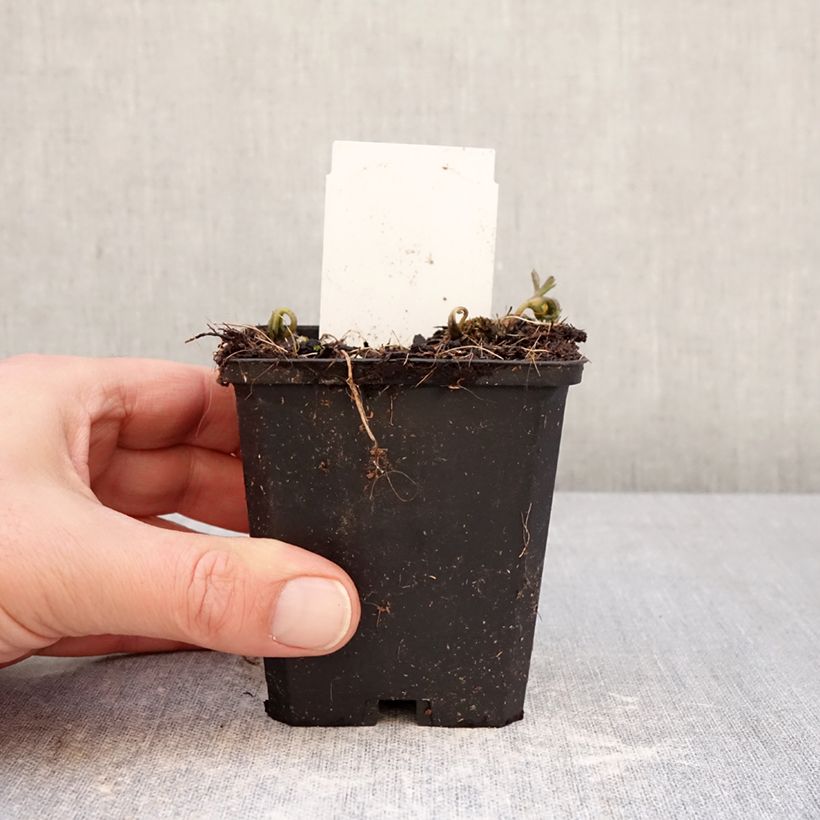 Amostra de Anemone nemorosa Blue Eyes Vaso de 8/9 cm Calibre I tal como entregue no inverno