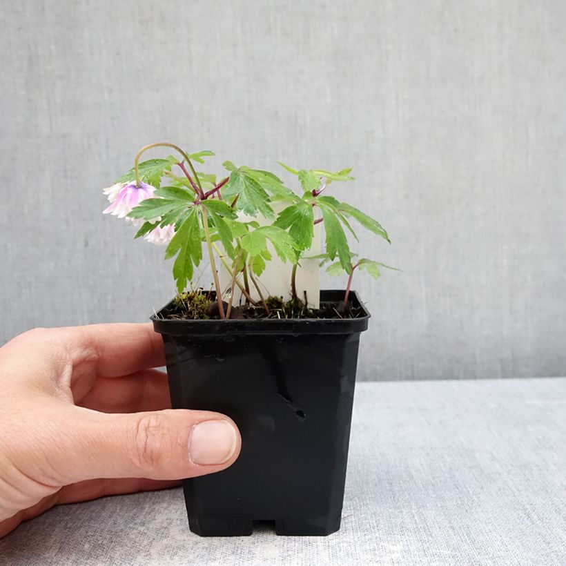 Amostra de Anemone nemorosa Blue Eyes Vaso de 8/9 cm Calibre I tal como entregue na primavera