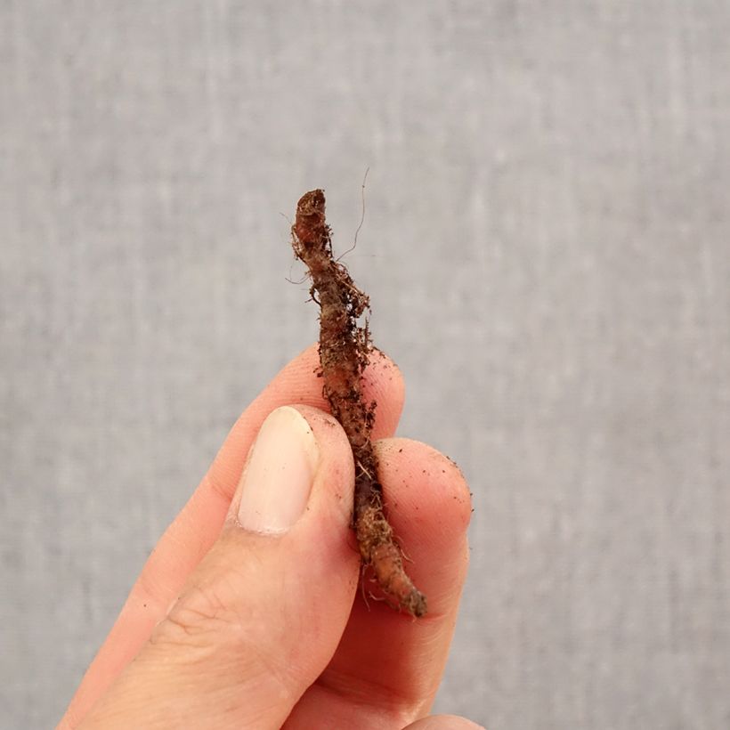 Amostra de Anemone nemorosa Leeds' Variety - Anémone des bois Bulbo size I tal como entregue no outono