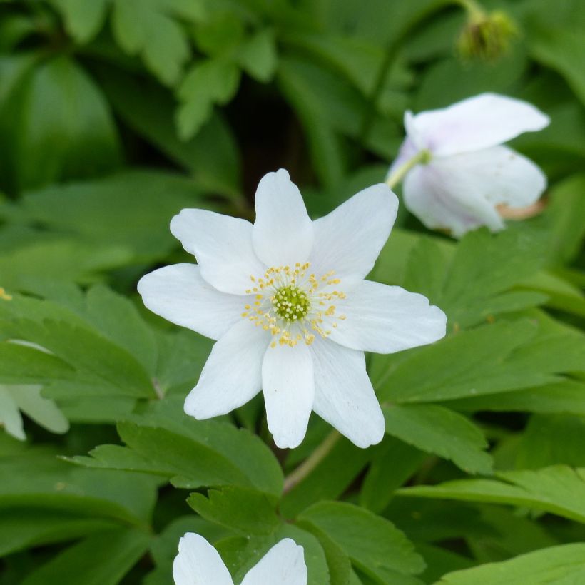 Anemone nemorosa Lychette (Floração)