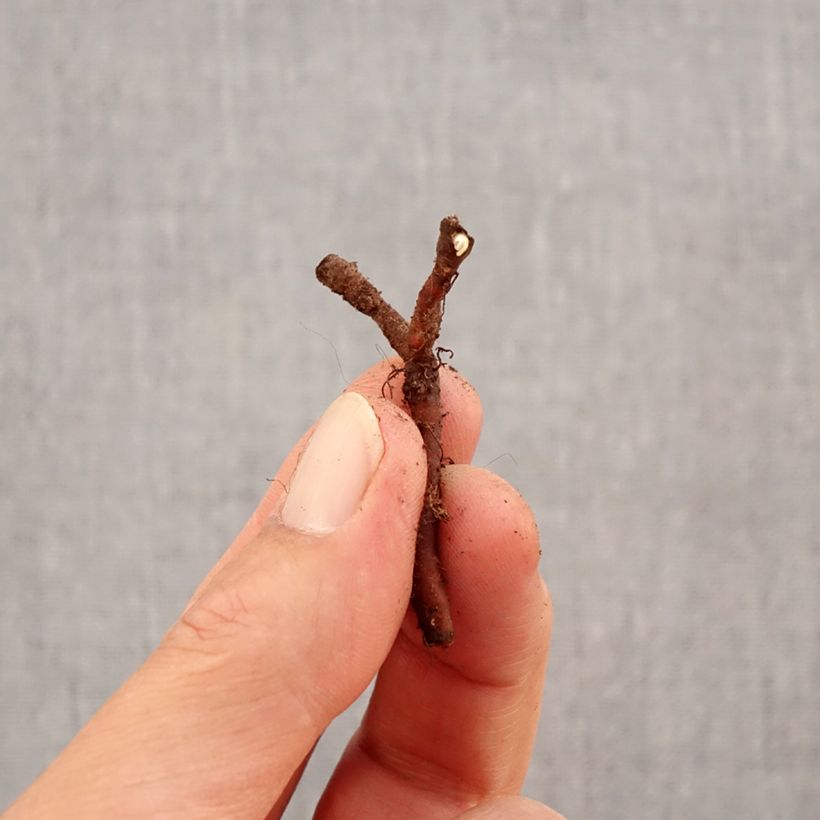 Amostra de Anemone nemorosa Lychette - Anémone des bois Bulbo size I tal como entregue no outono