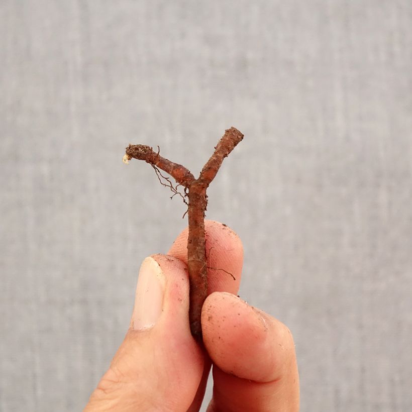 Amostra de Anemone nemorosa Marie-Rose - Anémone des bois Bulbe Kaliber/Größe I tal como entregue no outono