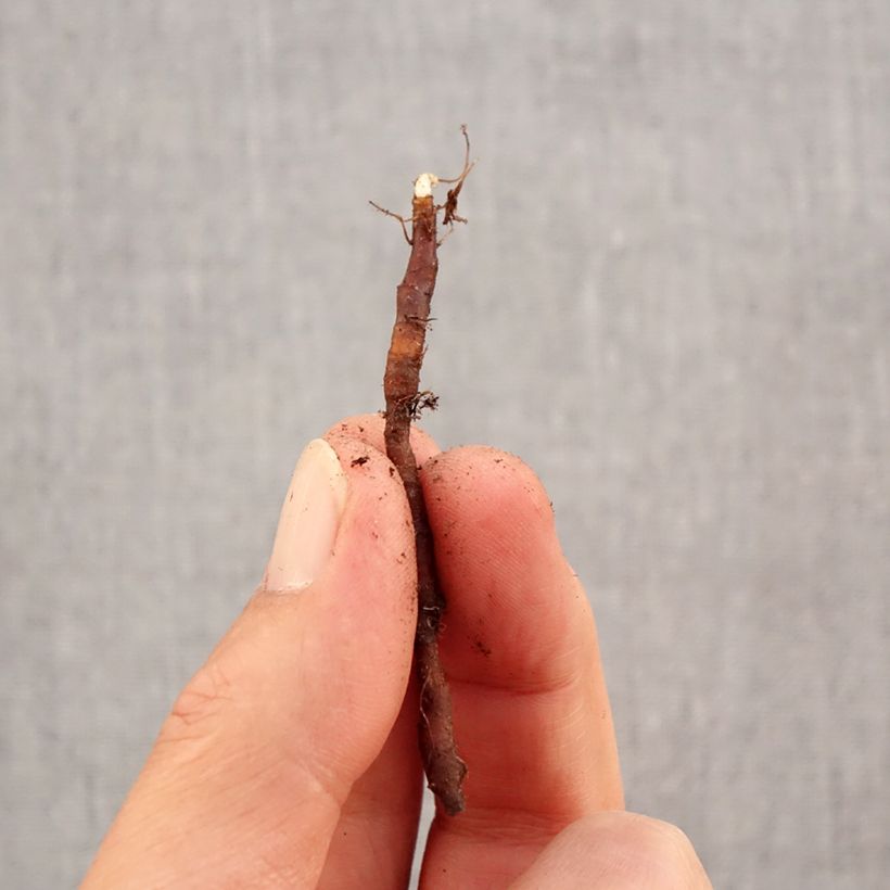 Amostra de Anemone nemorosa Royal Blue - Anémone des bois Bulbe Kaliber/Größe I tal como entregue no outono