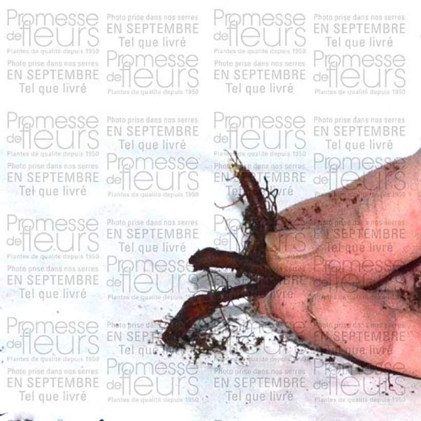 Exemplo de amostra de Anémone nemorosa Vestal - Anémone des bois Bulbe calibre I tal como entregue