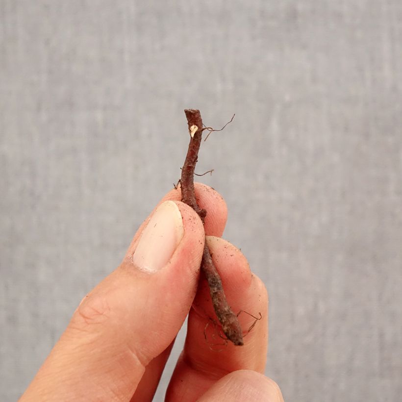 Amostra de Anemone nemorosa Virescens - Anémone des bois Bulbo size I tal como entregue no outono