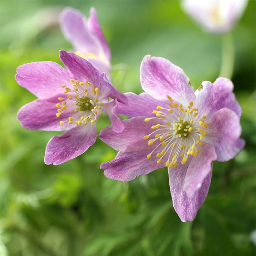 Anemone nemorosa Westwell Pink (Floração)