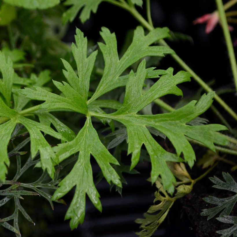 Pulsatilla vulgaris Papageno (Folhagem)