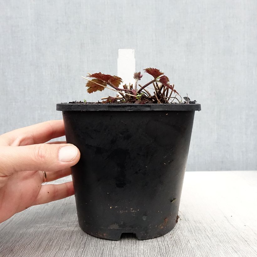 Amostra de Anémona-do-japão Ruffled Swan - Anemone Vaso de 2 L/3 L tal como entregue na primavera