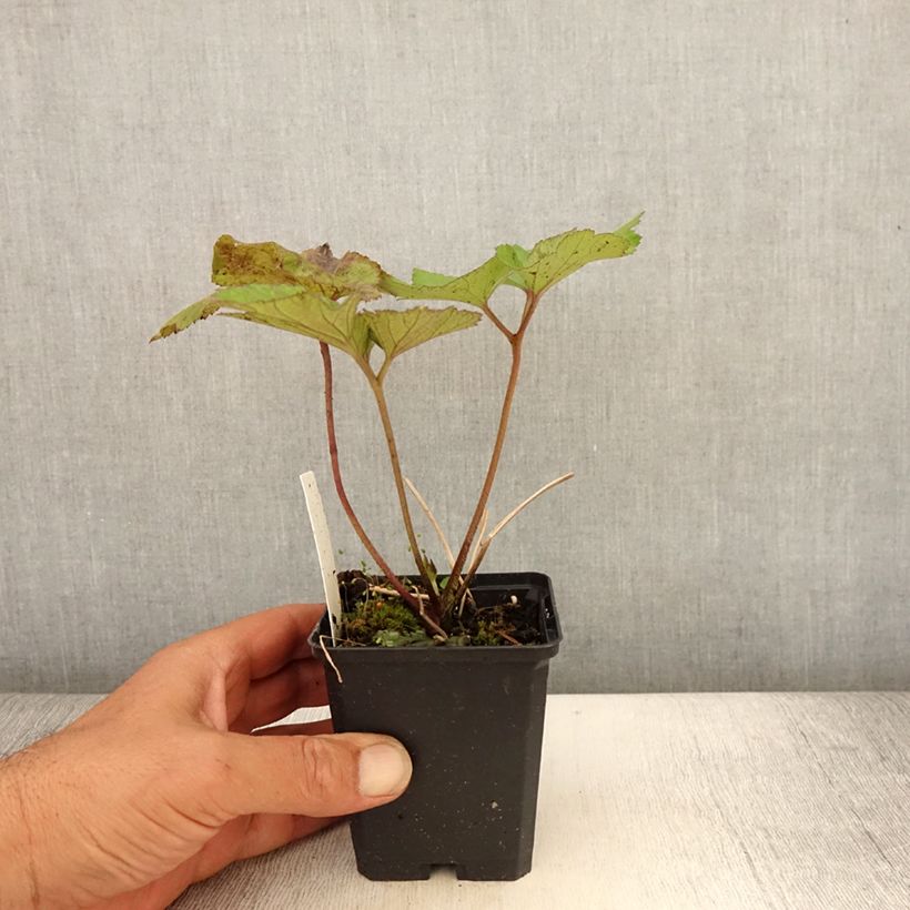 Amostra de Anémona-do-japão Albadura - Anemone tomentosa Vaso de 8/9 cm tal como entregue no verão