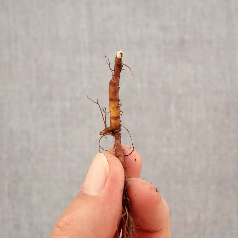 Amostra de Anemone x lipsiensis - Anémone des bois Bulbo size I tal como entregue no outono