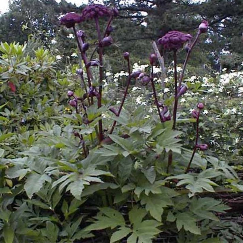 Angelica gigas (Floração)