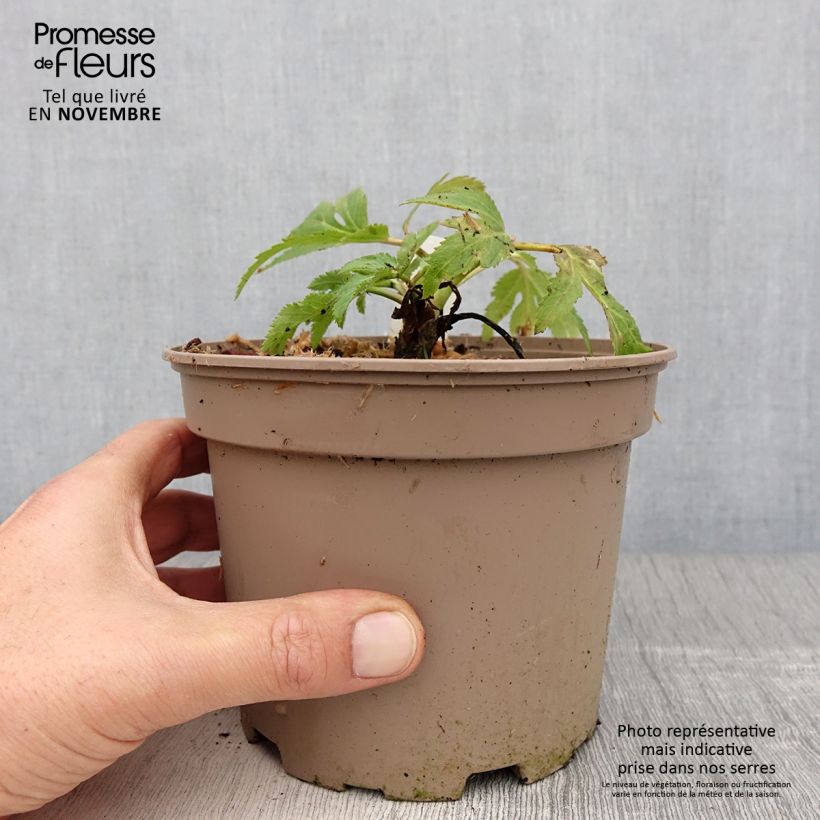 Amostra de Angelica gigas - Angélica-coreana Vaso de 2 L/3 L tal como entregue no outono