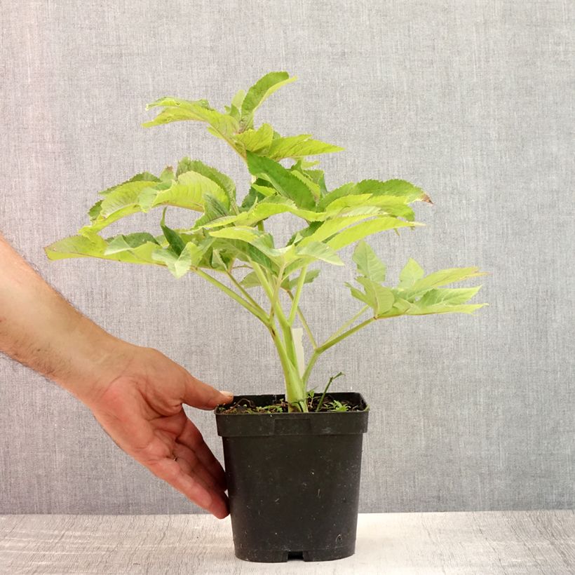 Amostra de Angelica gigas Vaso de 2 L/3 L tal como entregue no verão