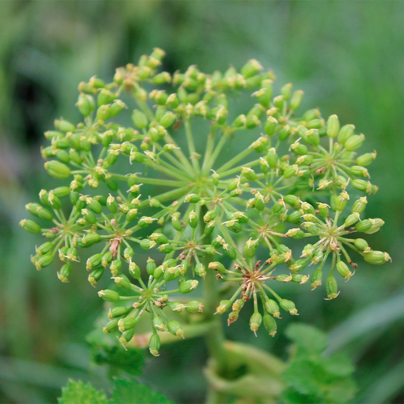 Angélica pachycarpa (Floração)