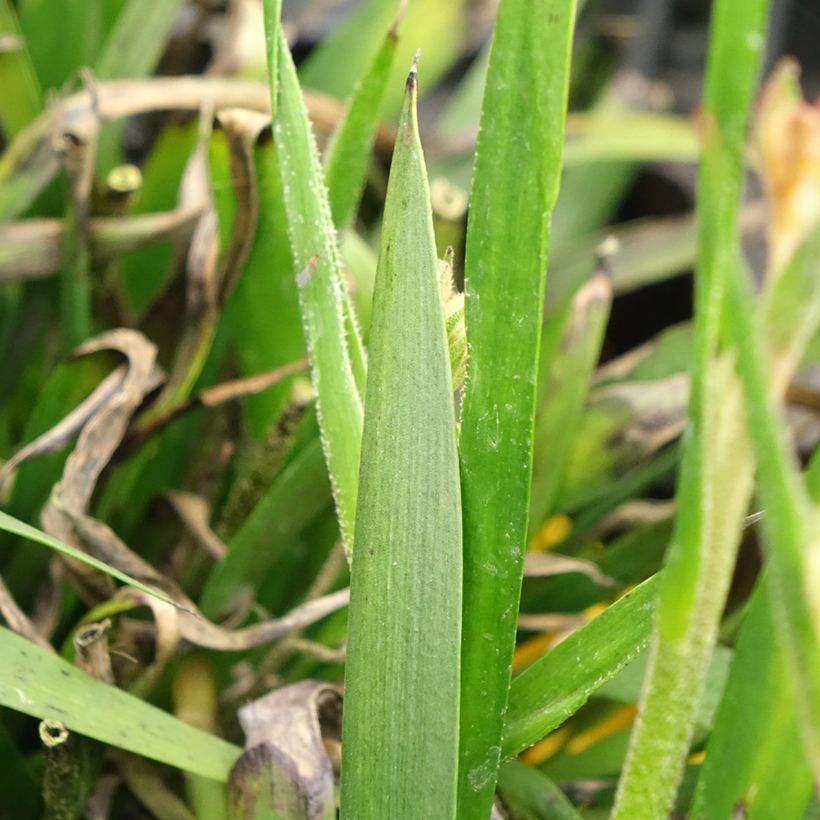 Anigozanthos flavidus Bush Bonanza (Folhagem)
