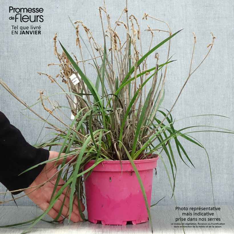 Amostra de Anigozanthos Bush Pearl Pot de 2L/3L tal como entregue no inverno