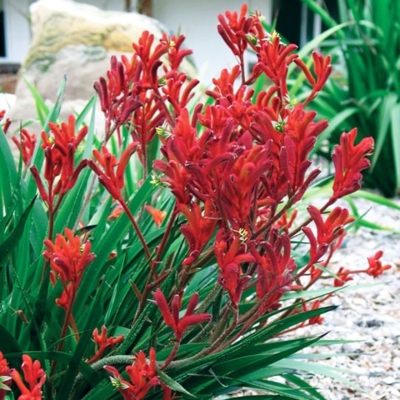 Anigozanthos flavidus Bush Inferno (Hábito)