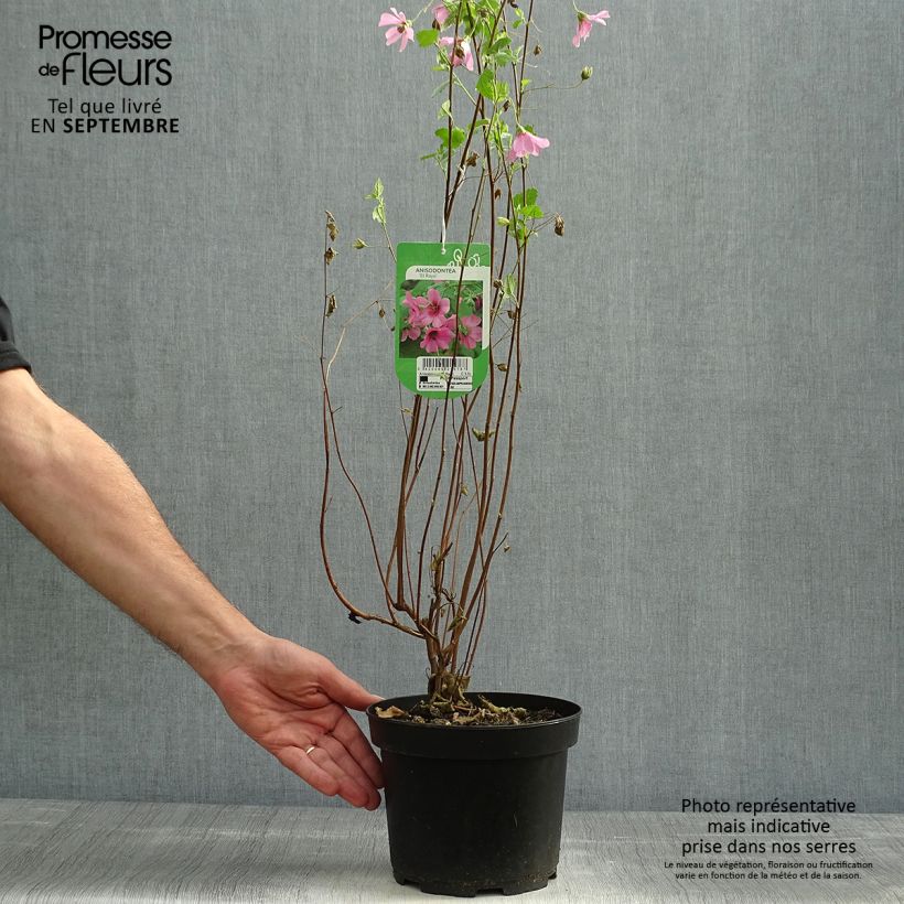 Amostra de Anisodontea capensis El Rayo Vaso de 1,5 L/2 L tal como entregue no outono