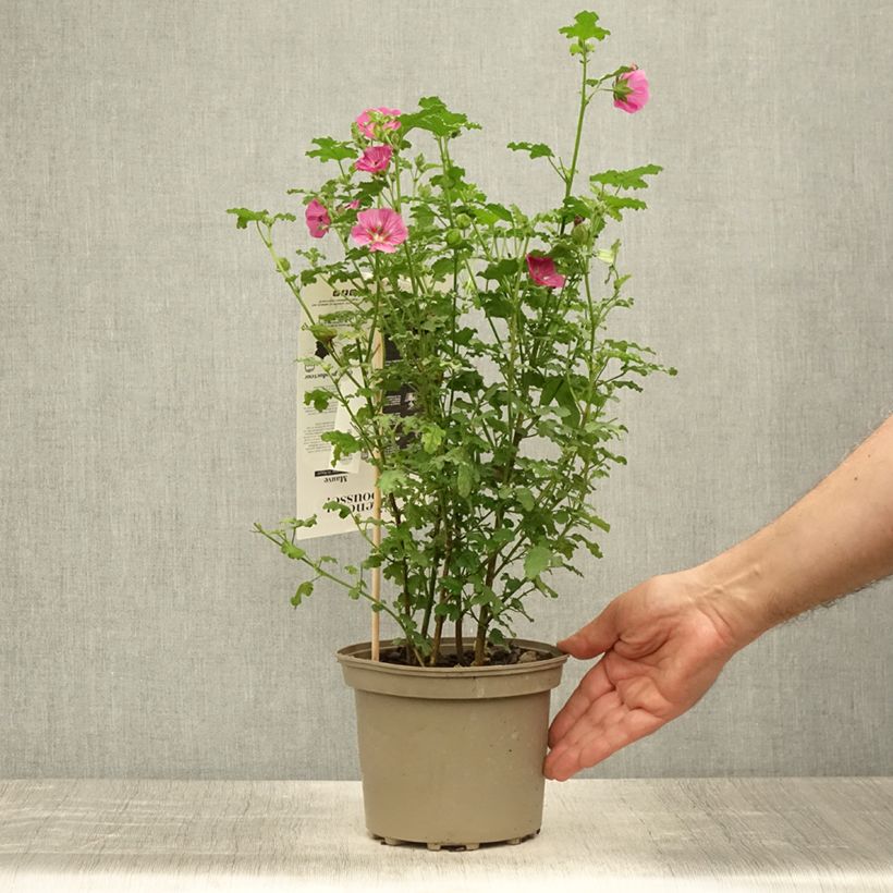 Amostra de Anisodontea capensis El Rayo Vaso de 1,5 L/2 L tal como entregue no verão