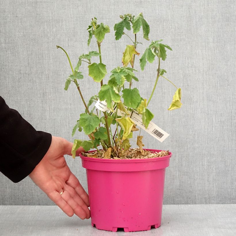 Amostra de Anisodontea capensis El Rayo Vaso de 4 L/5 L tal como entregue no inverno