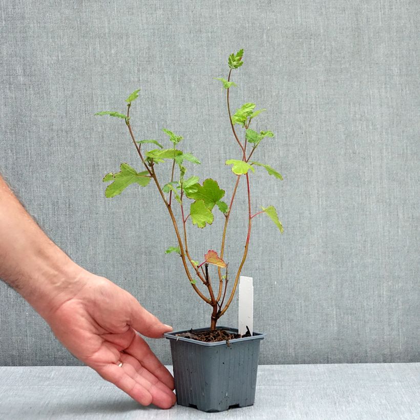 Amostra de Anisodontea capensis El Rayo Vaso de 8/9 cm tal como entregue no verão