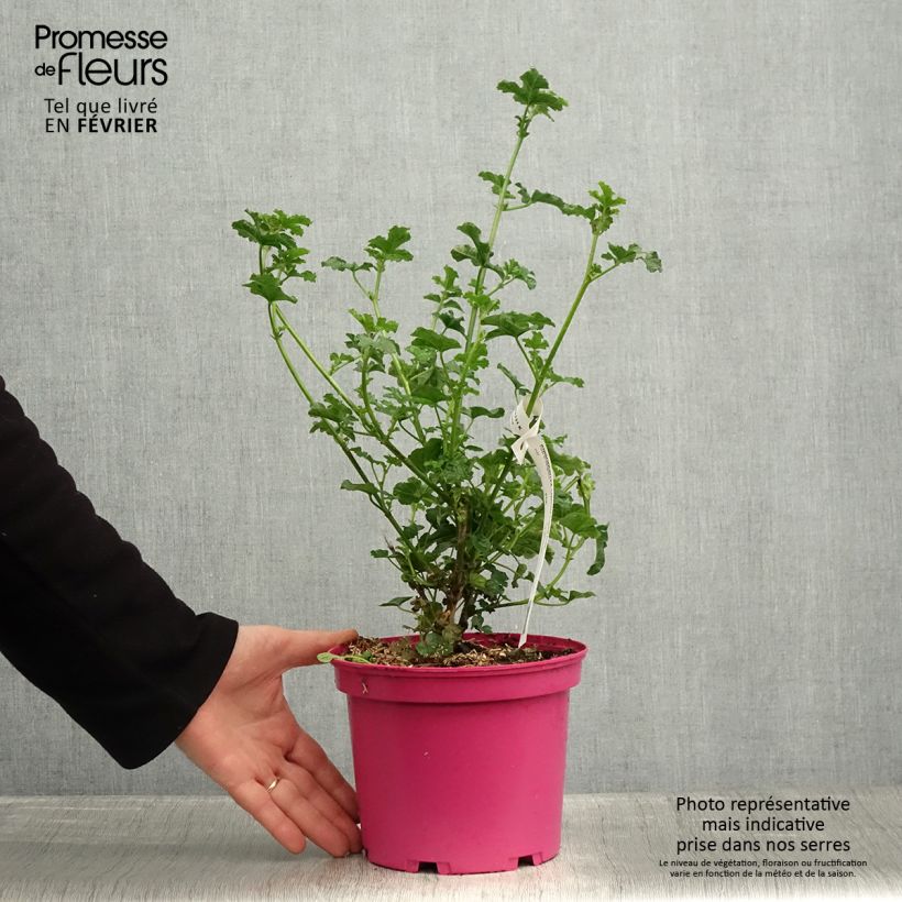 Amostra de Anisodontea Cristal rose - Mauve arbustive du Cap Vaso de 3 L/4 L tal como entregue no inverno