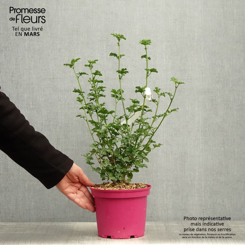 Amostra de Anisodontea Cristal Rose Vaso de 3 L/4 L tal como entregue na primavera