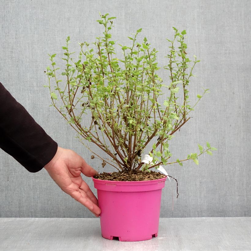 Amostra de Anisodontea Lady in Pink Vaso de 3 L/4 L tal como entregue no outono