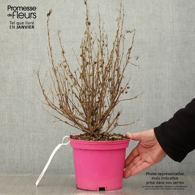 Amostra de Anisodontea Lady in Pink Vaso de 3 L/4 L tal como entregue no inverno