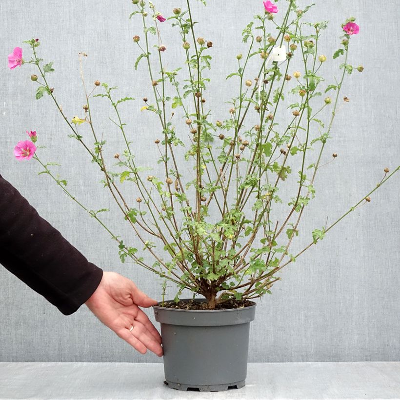 Amostra de Anisodontea scabrosa Large Red Vaso de 3 L/4 L tal como entregue no outono