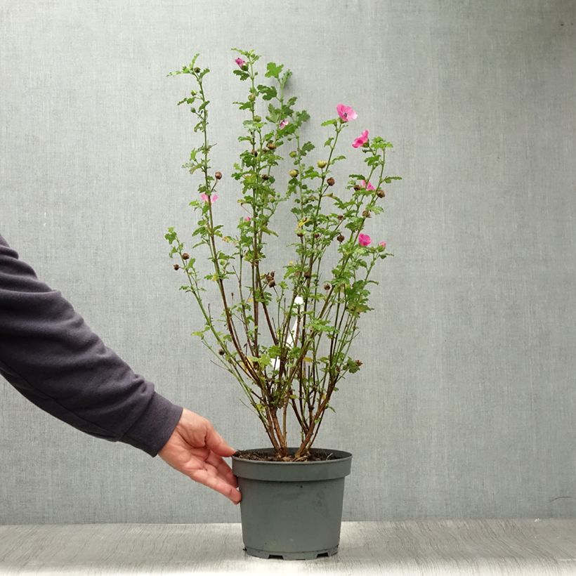 Amostra de Anisodontea scabrosa Large Red Vaso de 3 L/4 L tal como entregue no verão