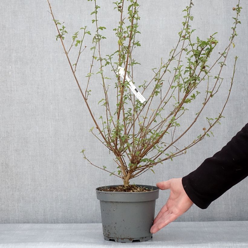 Amostra de Anisodontea scabrosa Large Red - Mauve du Cap Vaso de 3 L/4 L tal como entregue no inverno