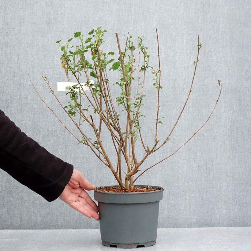 Amostra de Anisodontea scabrosa Large Red Vaso de 3 L/4 L tal como entregue na primavera