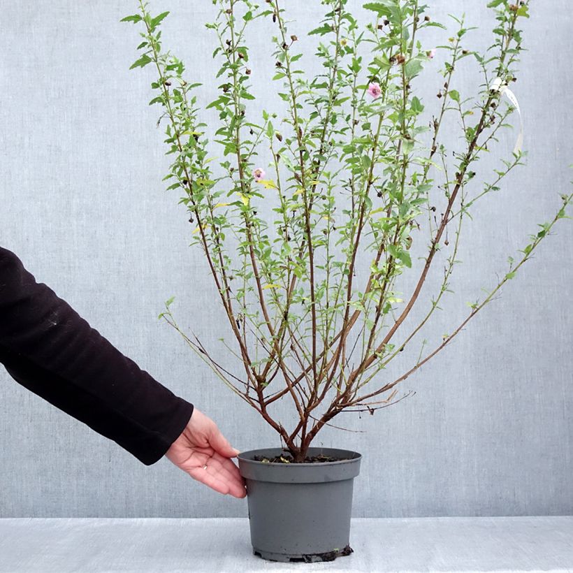 Amostra de Anisodontea scabrosa Miss Pinky Vaso de 3 L/4 L tal como entregue no outono