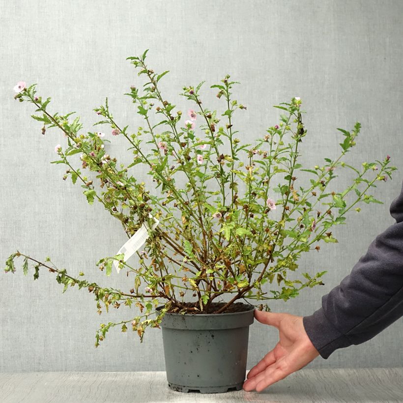 Amostra de Anisodontea scabrosa Miss Pinky Vaso de 3 L/4 L tal como entregue no verão