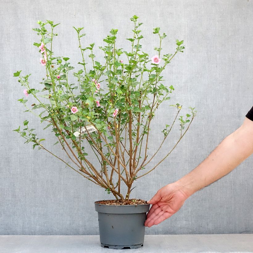 Amostra de Anisodontea scabrosa Miss Pinky Vaso de 3 L/4 L tal como entregue na primavera