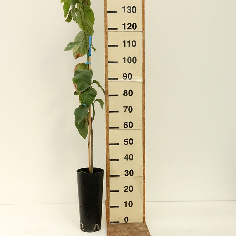 Amostra de Annona cherimola - Anona, Chirimoyo Vaso de 6 L/7 L tal como entregue no verão